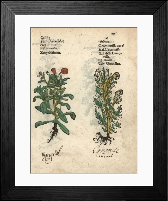 Framed Print : Marigold, Calendula officinalis, and true Framed Print : Marigold, Calendula officinalis, and true
