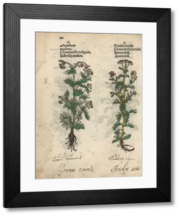 Framed Print : Chamomile, Matricaria chamomilla, and stinking Framed Print : Chamomile, Matricaria chamomilla, and stinking