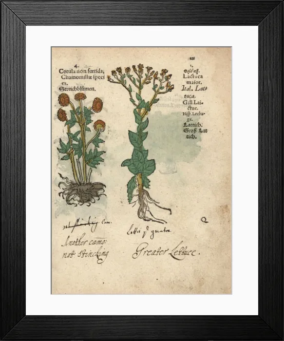 Framed Print : Stinking chamomile, Anthemis cotula, and wild Framed Print : Stinking chamomile, Anthemis cotula, and wild
