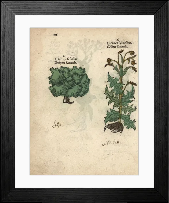 Framed Print : Dwarf lettuce, Lactuca sessilis, and prickly Framed Print : Dwarf lettuce, Lactuca sessilis, and prickly