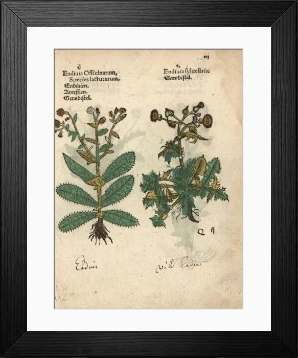 Framed Print : Endive, Cichorium endivia, and wild endive Framed Print : Endive, Cichorium endivia, and wild endive