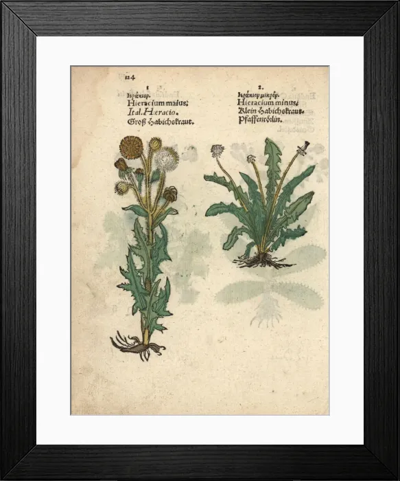 Framed Print : Field sow-thistle, Sonchus arvensis, and mouse-ear Framed Print : Field sow-thistle, Sonchus arvensis, and mouse-ear