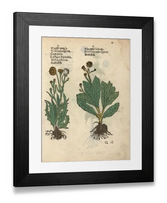 Framed Print : Prickly sow-thistle, Sonchus asper, and smooth Framed Print : Prickly sow-thistle, Sonchus asper, and smooth