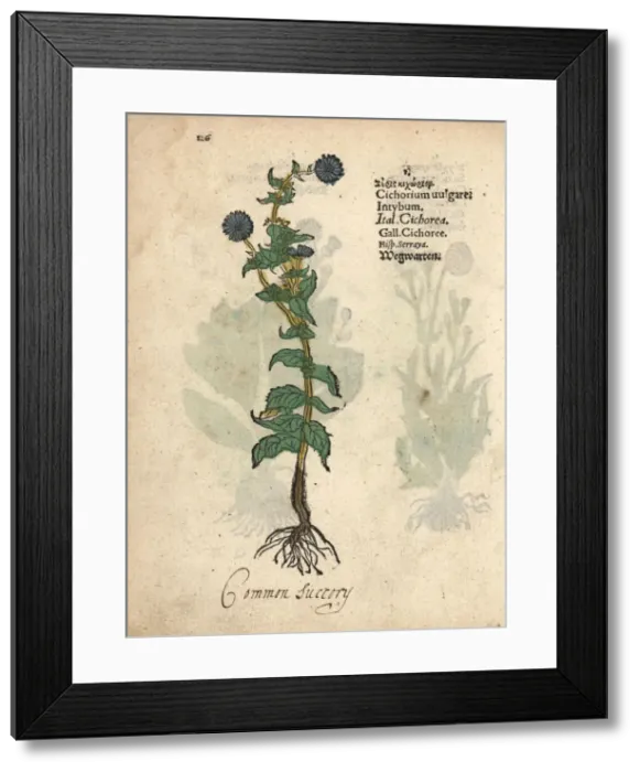 Framed Print : Common chicory, Cichorium intybus Framed Print : Common chicory, Cichorium intybus