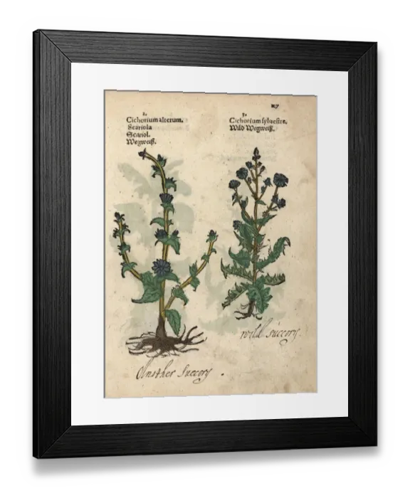 Framed Print : Varieties of wild chicory, Cichorium intybus Framed Print : Varieties of wild chicory, Cichorium intybus
