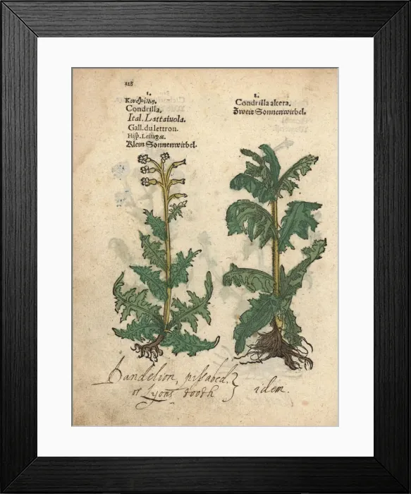 Framed Print : Gum succory species, Chondrilla juncea Framed Print : Gum succory species, Chondrilla juncea