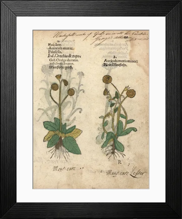 Framed Print : Varieties of mouse-ear hawkweed, Hieracium pilosella Framed Print : Varieties of mouse-ear hawkweed, Hieracium pilosella