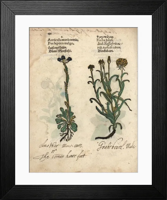 Framed Print : Mouse-ear hawkweed and meadow salsify Framed Print : Mouse-ear hawkweed and meadow salsify