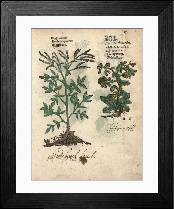 Framed Print : Goats beard, Aruncus dioicus, and groundsel Framed Print : Goats beard, Aruncus dioicus, and groundsel