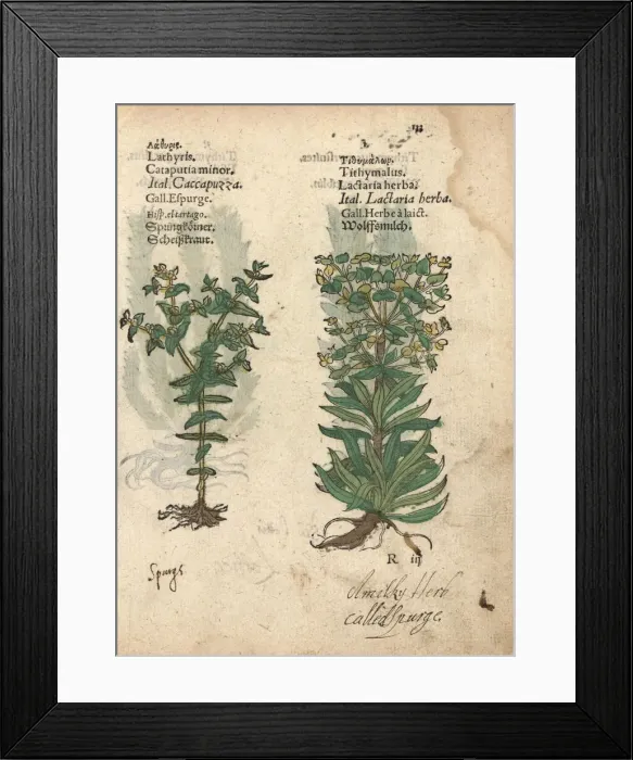 Framed Print : Caper spurge, Euphorbia lathyris, and wolfsmilk Framed Print : Caper spurge, Euphorbia lathyris, and wolfsmilk
