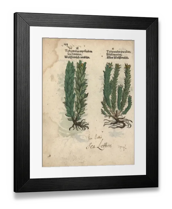 Framed Print : Myrtle spurge, Euphorbia myrsinites, and sea Framed Print : Myrtle spurge, Euphorbia myrsinites, and sea