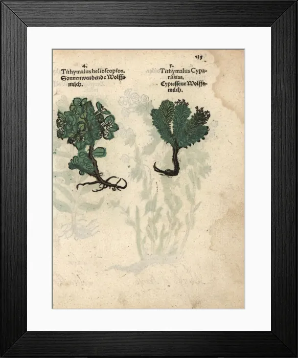 Framed Print : Sun spurge, Euphorbia helioscopia, and cypress Framed Print : Sun spurge, Euphorbia helioscopia, and cypress