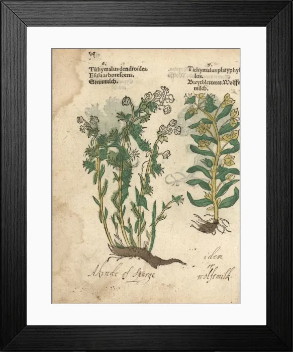 Framed Print : Tree spurge, Euphorbia dendroides, and broadleaf Framed Print : Tree spurge, Euphorbia dendroides, and broadleaf
