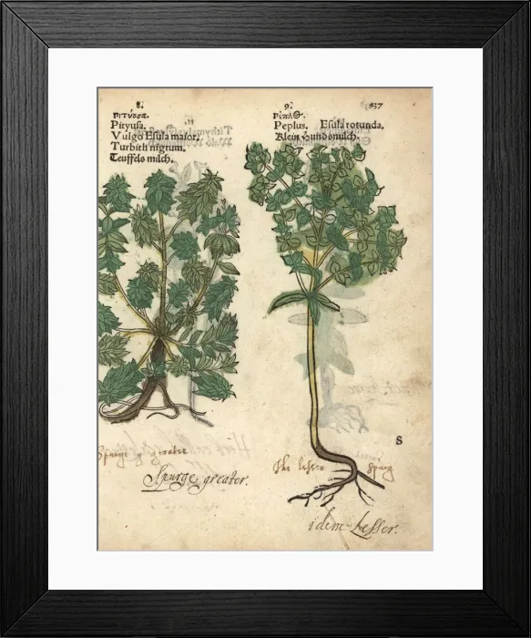 Framed Print : Green spurge, Euphorbia esula, and petty spurge Framed Print : Green spurge, Euphorbia esula, and petty spurge