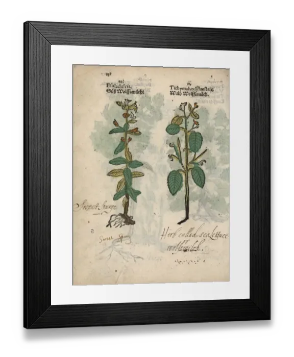 Framed Print : Chameleon spurge, Euphorbia dulcis, and tree Framed Print : Chameleon spurge, Euphorbia dulcis, and tree
