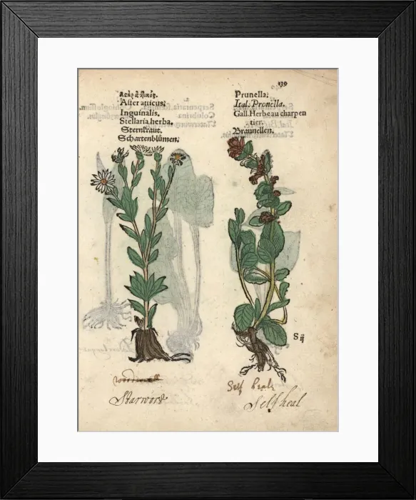 Framed Print : Michaelmas daisy, Aster amellus, and self-heal Framed Print : Michaelmas daisy, Aster amellus, and self-heal