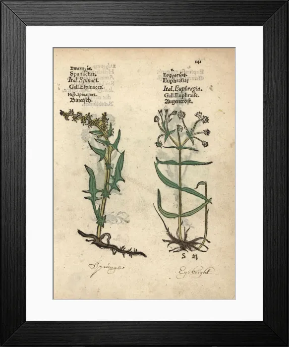Framed Print : Spinach, Spinachia oleracea, and eyebright
