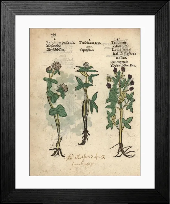 Framed Print : Red clover, Trifolium pratense, mountain clover Framed Print : Red clover, Trifolium pratense, mountain clover