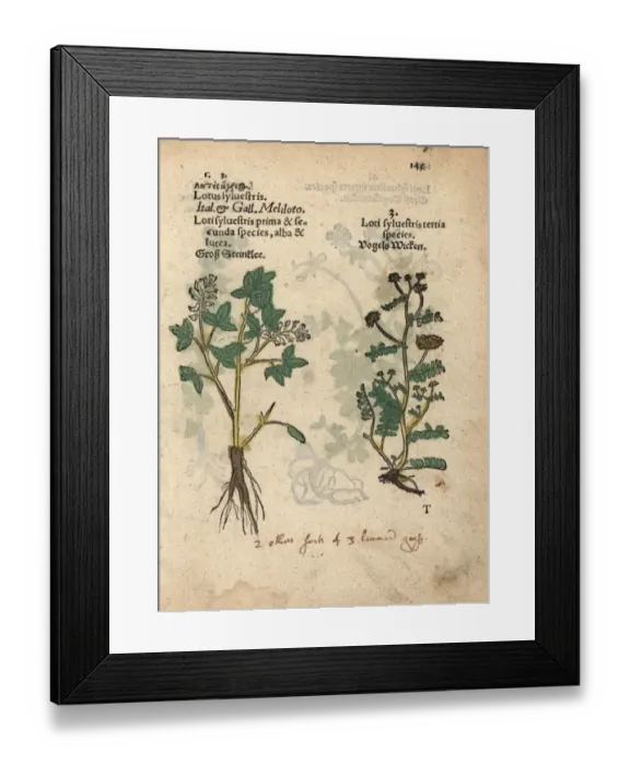 Framed Print : Yellow sweet clover species, Melilotus officinalis Framed Print : Yellow sweet clover species, Melilotus officinalis