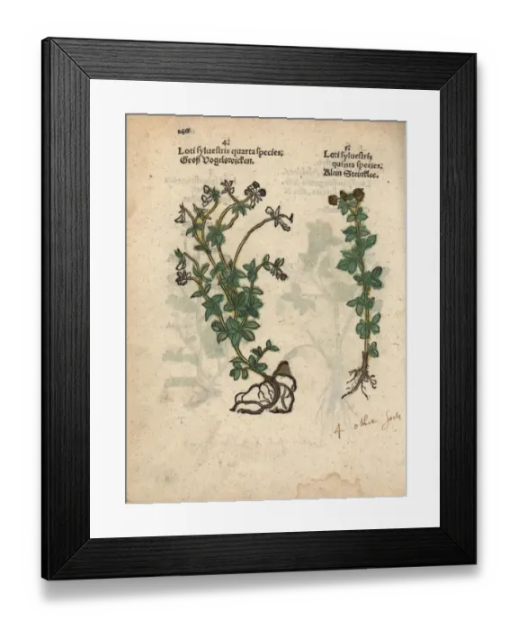 Framed Print : Bird vetch, Vicia cracca, and yellow sweet Framed Print : Bird vetch, Vicia cracca, and yellow sweet