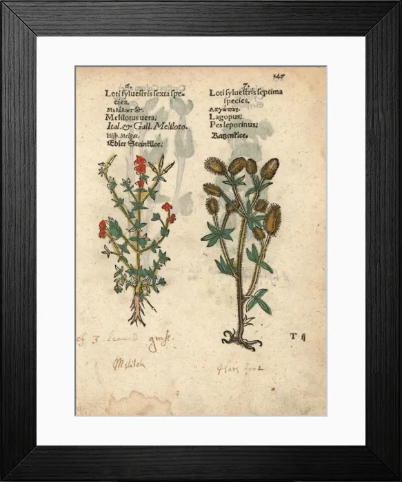 Framed Print : Sweet clover species, Melilotus officinalis Framed Print : Sweet clover species, Melilotus officinalis