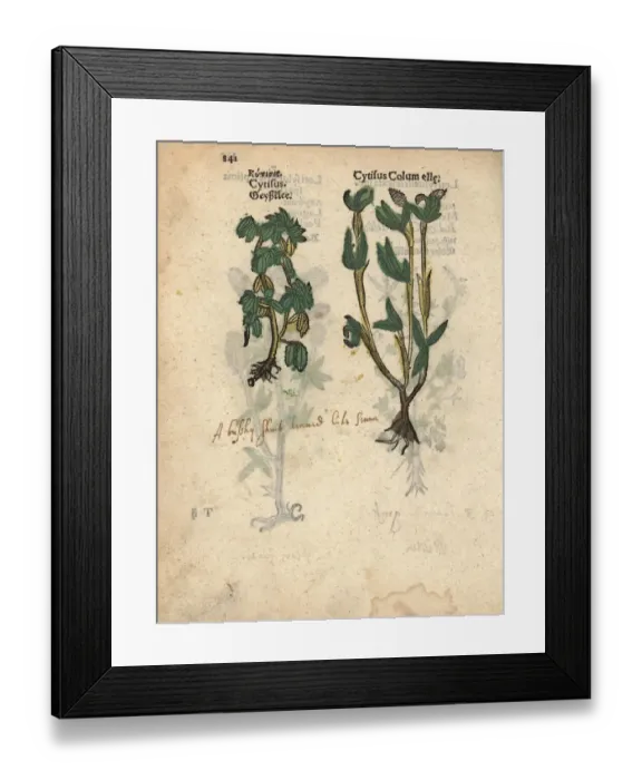 Framed Print : Broom species, Cytisus species and Cytisus columella Framed Print : Broom species, Cytisus species and Cytisus columella