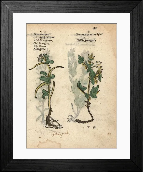 Framed Print : Fenugreek, Trigonella foenum-graecum, and wild fenugreek Framed Print : Fenugreek, Trigonella foenum-graecum, and wild fenugreek