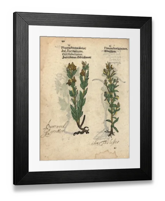 Framed Print : Dyers weed or German greenweed, Genista germanica Framed Print : Dyers weed or German greenweed, Genista germanica