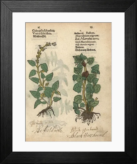 Framed Print : Common hemp nettle, Galeopsis tetrahit Framed Print : Common hemp nettle, Galeopsis tetrahit
