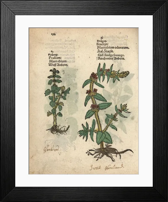Framed Print : Common horehound, Marrubium vulgare, and downy Framed Print : Common horehound, Marrubium vulgare, and downy