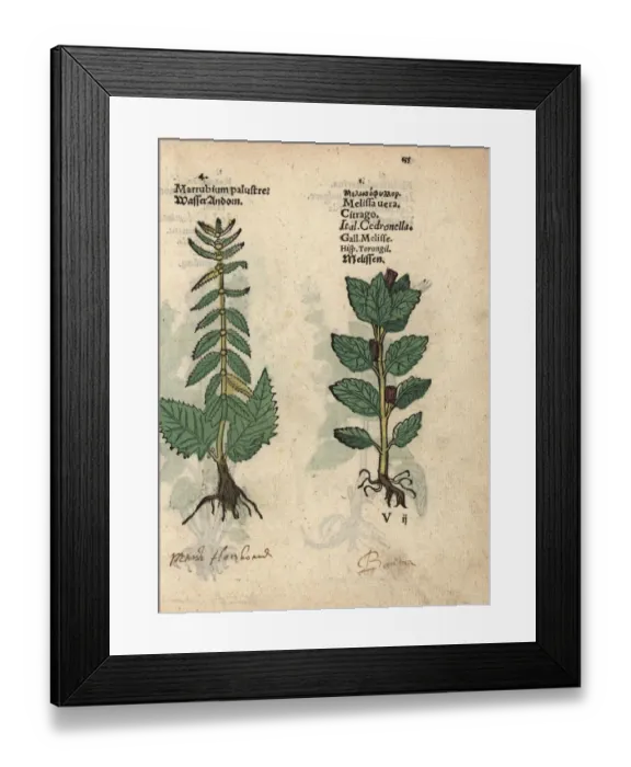 Framed Print : Water horehound, Lycopus europaeus, and lemon Framed Print : Water horehound, Lycopus europaeus, and lemon