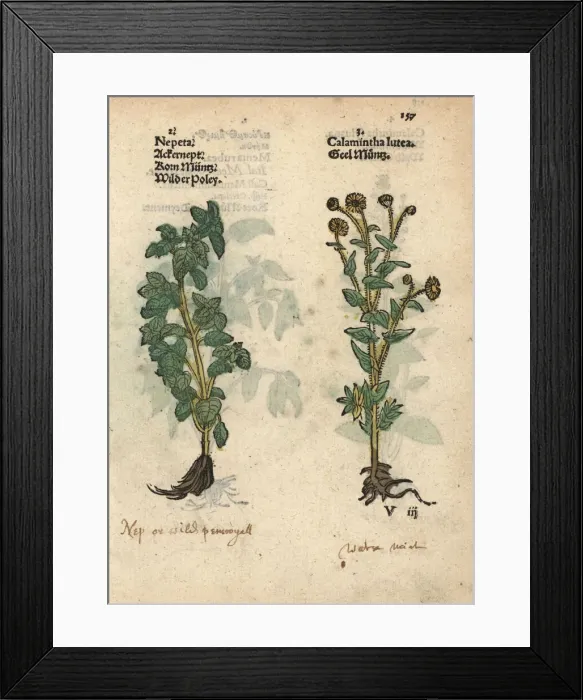 Framed Print : Lesser calamint, Calamintha nepeta, and yellow