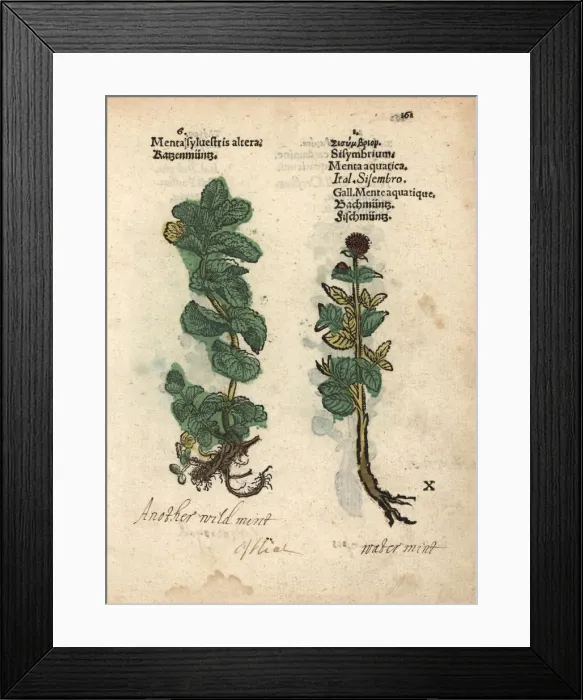 Framed Print : Horse mint, Mentha longifolia, and water mint Framed Print : Horse mint, Mentha longifolia, and water mint