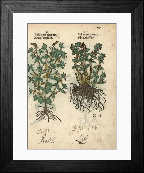 Framed Print : Basil varieties, Ocimum basilicum Framed Print : Basil varieties, Ocimum basilicum