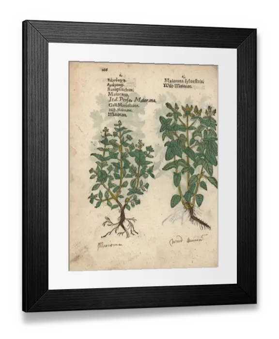 Framed Print : Marjoram, Origanum majorana, and oregano, Origanum vulgare Framed Print : Marjoram, Origanum majorana, and oregano, Origanum vulgare