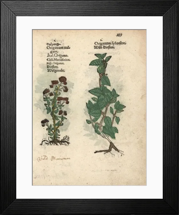 Framed Print : Wild marjoram or oregano, Origanum vulgare Framed Print : Wild marjoram or oregano, Origanum vulgare