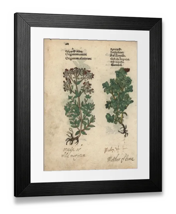 Framed Print : Cretan oregano, Origanum onites, and wild Framed Print : Cretan oregano, Origanum onites, and wild