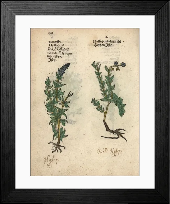 Framed Print : Hyssop varieties, Hyssopus officinalis Framed Print : Hyssop varieties, Hyssopus officinalis