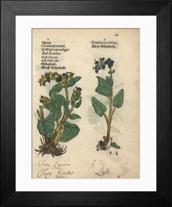 Framed Print : Clary sage varieties, Salvia sclarea Framed Print : Clary sage varieties, Salvia sclarea