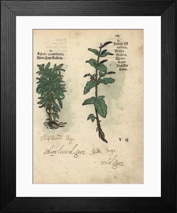 Framed Print : Sage, Salvia acuminata, and wood sage, Salvia sylvestris Framed Print : Sage, Salvia acuminata, and wood sage, Salvia sylvestris