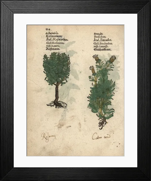 Framed Print : Rosemary, Rosmarinus officinalis, and French Framed Print : Rosemary, Rosmarinus officinalis, and French