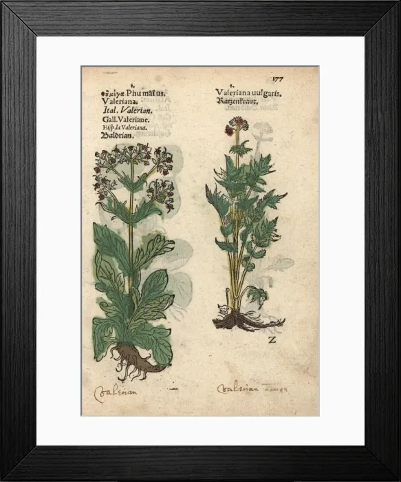 Framed Print : Garden valerian, Valeriana officinalis Framed Print : Garden valerian, Valeriana officinalis