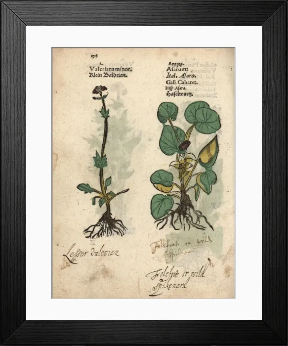 Framed Print : Valerian, Valeriana officinalis, and European Framed Print : Valerian, Valeriana officinalis, and European