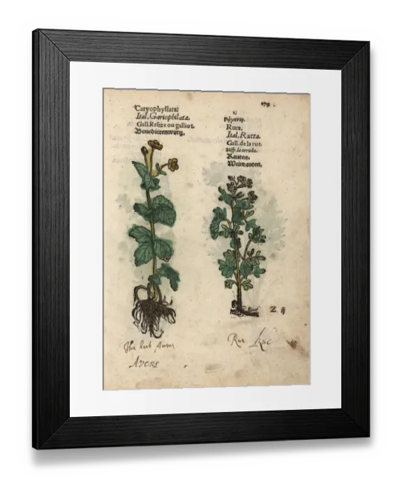 Framed Print : St. Benedicts Herb, Geum urbanum, and common