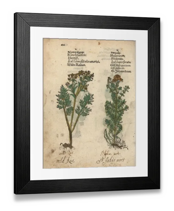 Framed Print : Wild rue, Ruta sylvestris, and St. John s Framed Print : Wild rue, Ruta sylvestris, and St. John s
