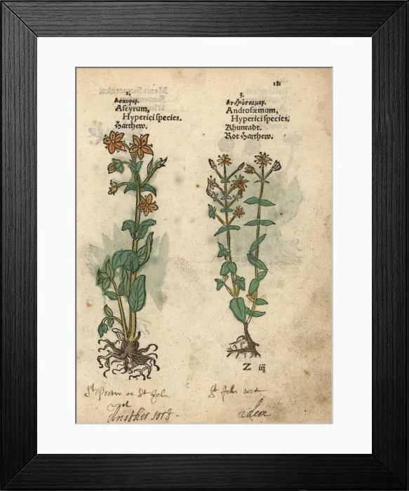 Framed Print : St. Johns wort, Hypericum perforatum Framed Print : St. Johns wort, Hypericum perforatum