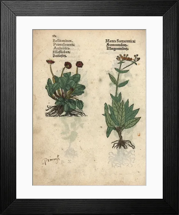 Framed Print : Cowslip, Primula veris and balsam herb, Tanacetum balsamita Framed Print : Cowslip, Primula veris and balsam herb, Tanacetum balsamita