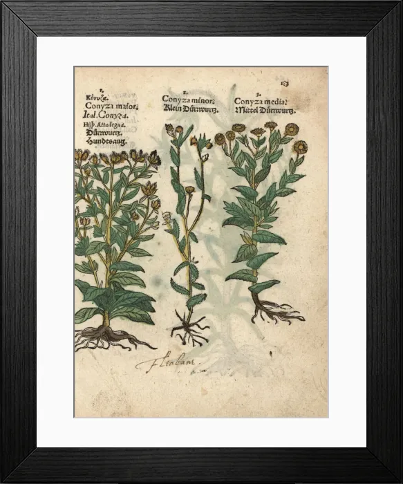 Framed Print : Woody fleabane, Dittrichia viscosa, and false Framed Print : Woody fleabane, Dittrichia viscosa, and false