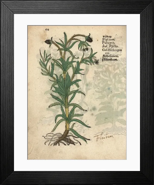 Framed Print : Psyllium, Plantago psyllium Framed Print : Psyllium, Plantago psyllium