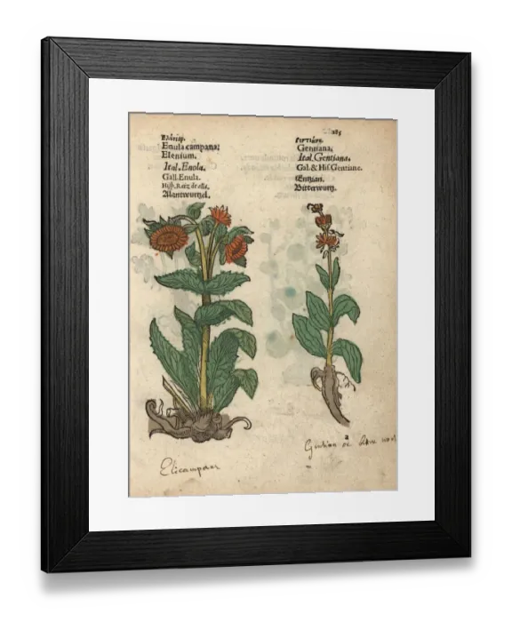 Framed Print : Elecampane, Inula helenium, and gentian species Framed Print : Elecampane, Inula helenium, and gentian species